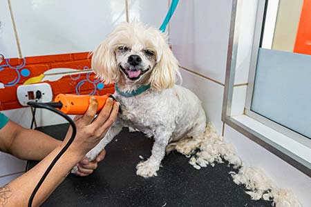 Tosa para pet na Espaço Pet
