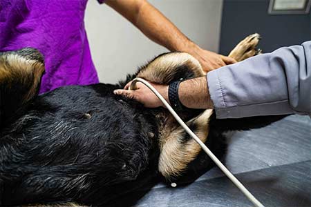 Diagnóstico por imagem em animal na Espaço Pet