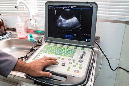 Ultrassom veterinário realizado em pet