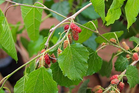 arvore frutífera arvore frutífera