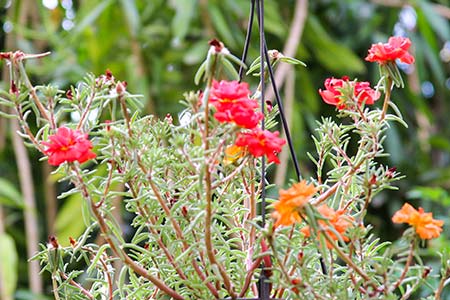 flores rasteiras flores rasteiras