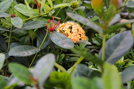 ixora ixora