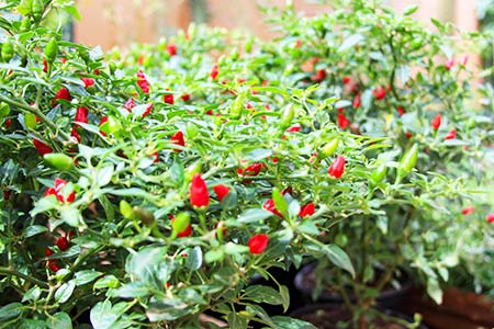 pimenta pimenta