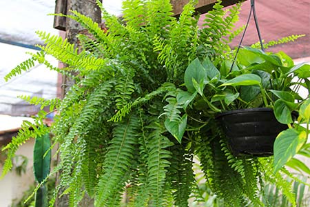 plantas ornamentais