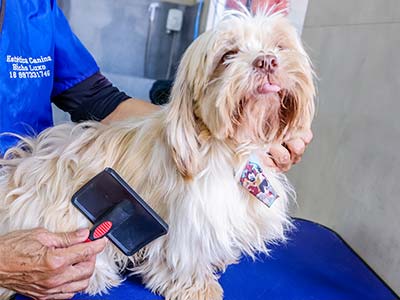 cão tendo os pelos desembaraçados