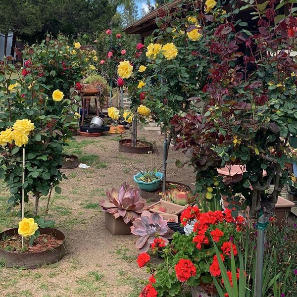 Serviço de jardinagem serviço de jardinagem
