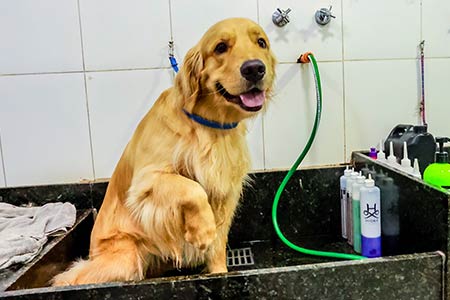 Cão durante o banho Cão durante o banho