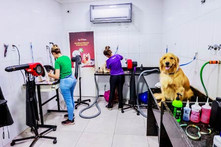 Sala de banho e tosa com cães sendo atendidos Sala de banho e tosa com cães sendo atendidos