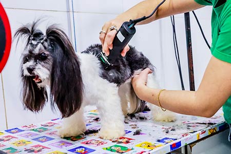 Cão durante a tosa Cão durante a tosa