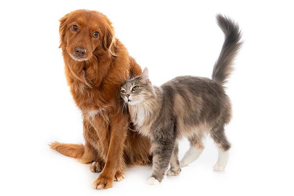 Clínica veterinária para cães e gatos Cachorro de pelagem caramelo sentado ao lado de um gato cinza de pelo longo que se esfrega nele