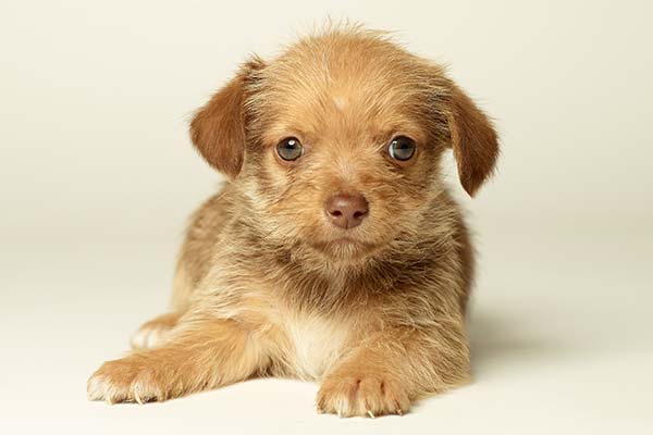 Filhotes selecionados no Clube das Patinhas Filhote de cachorro de pelagem caramelo deitado, olhando para a câmera