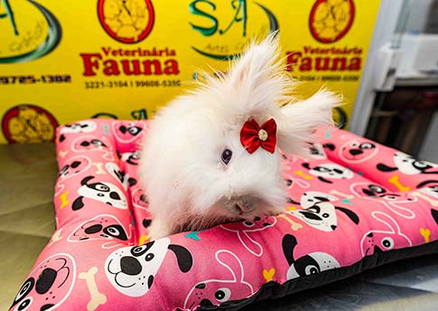 Clínica Veterinária Fauna foto 4