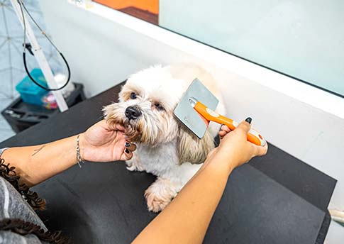 Mr Pet Clínica Veterinária e Pet Shop