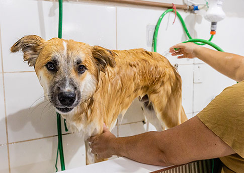 Clínica Veterinária Paraíso Dr. Diego Gonçalves