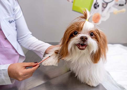Clinvet Clínica Veterinária