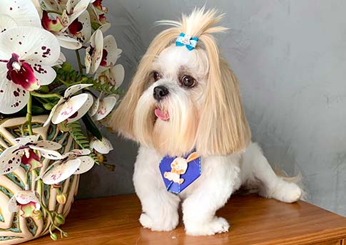 Clinvet Clínica Veterinária